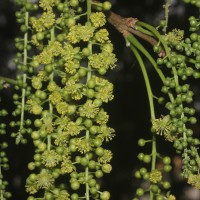 Mallotus nudiflorus (L.) Kulju & Welzen